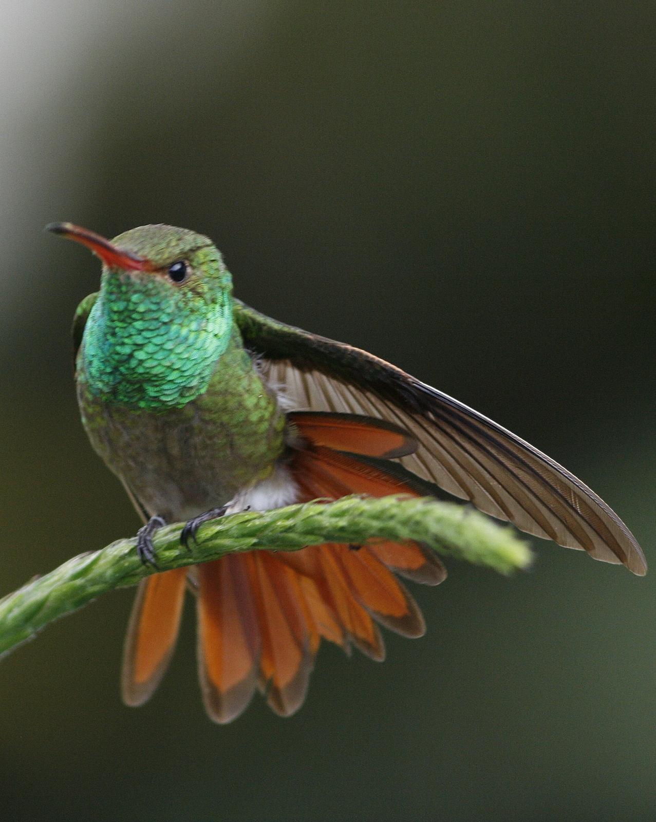 Rufous-tailed Hummingbird Photo by Oscar Johnson