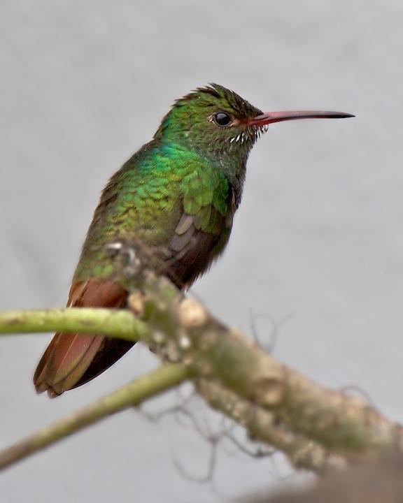 Rufous-tailed Hummingbird Photo by Denis Rivard