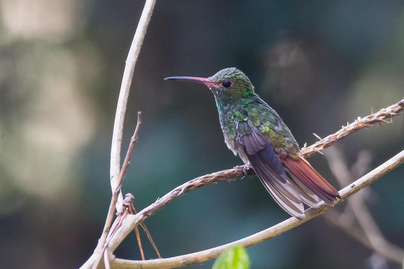 Rufous-tailed Hummingbird Photo by Gerald Hoekstra