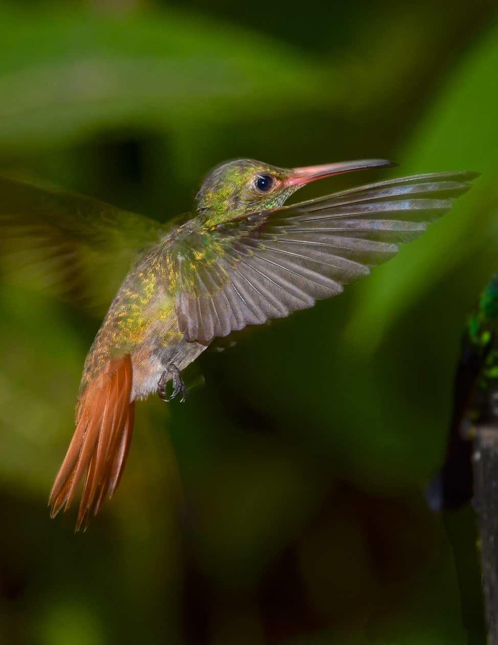 Rufous-tailed Hummingbird Photo by Andrew Pittman