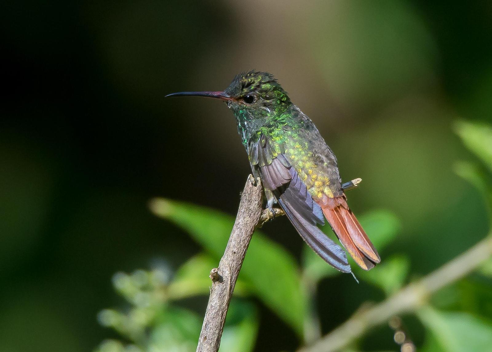 Rufous-tailed Hummingbird Photo by Gerald Hoekstra