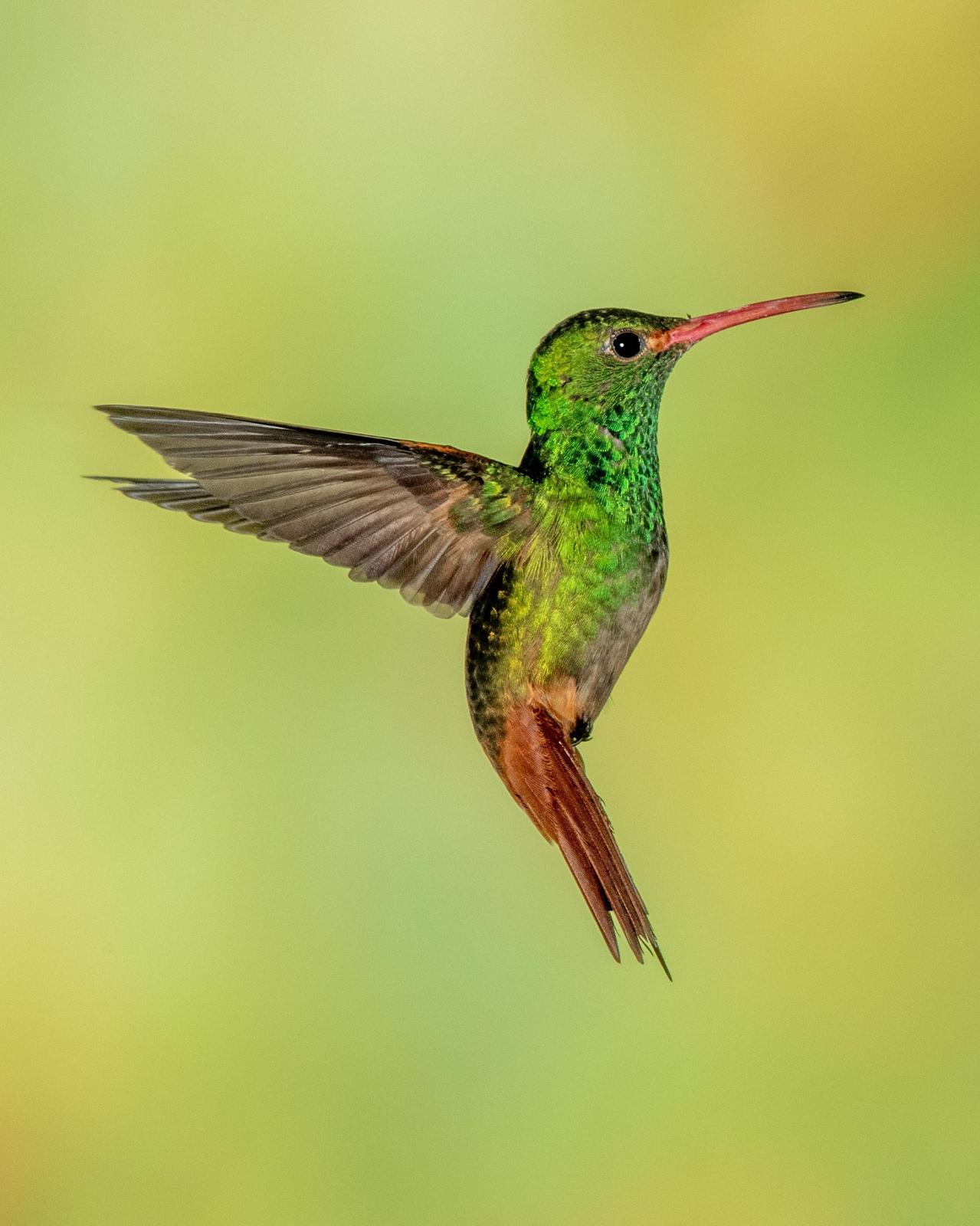 Rufous-tailed Hummingbird Photo by Harold Davis