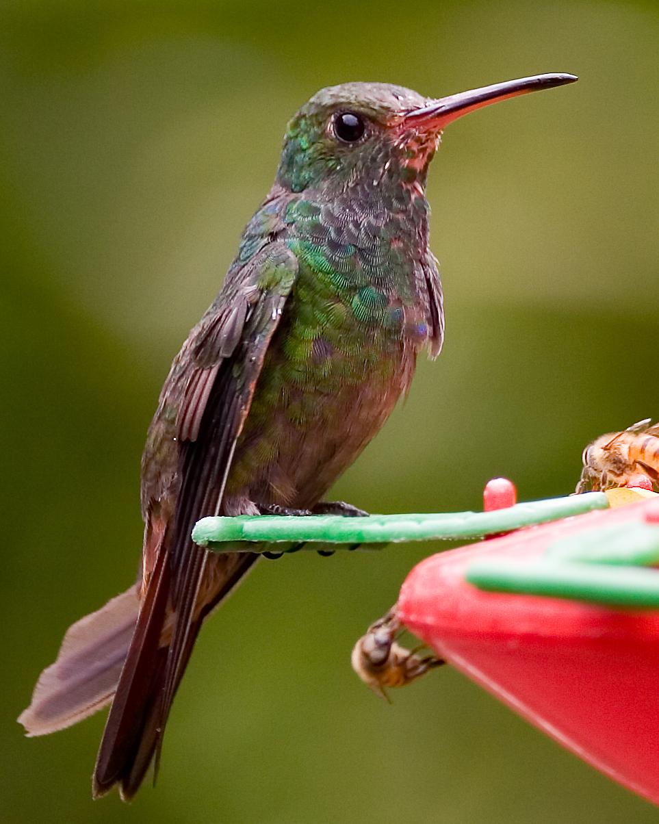 Rufous-tailed Hummingbird Photo by Matthew P. Alexander