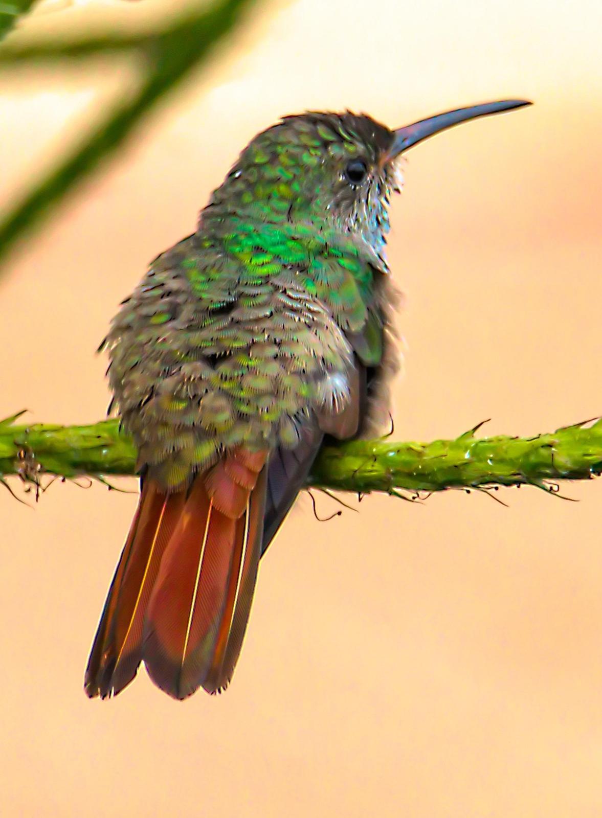 Rufous-tailed Hummingbird Photo by Dan Tallman