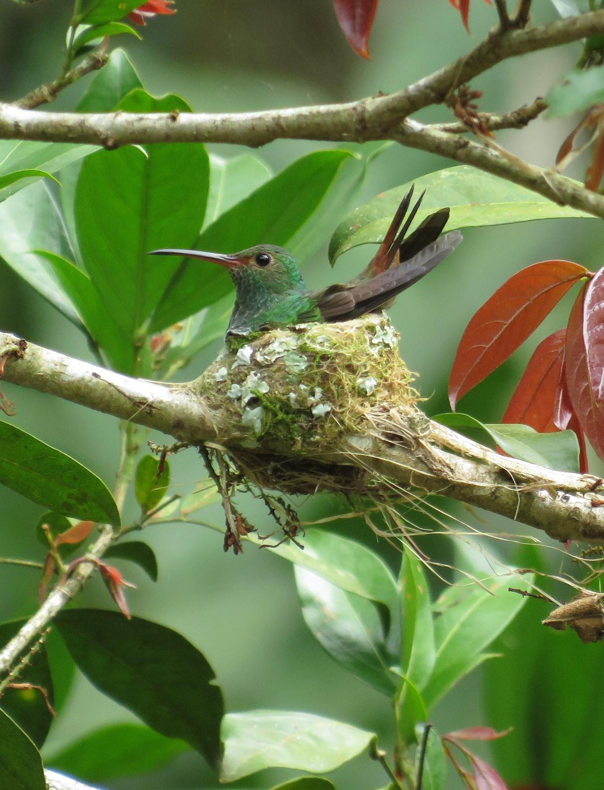 Rufous-tailed Hummingbird Photo by Charles Vellios