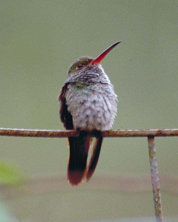 Rufous-tailed Hummingbird Photo by Peter Boesman