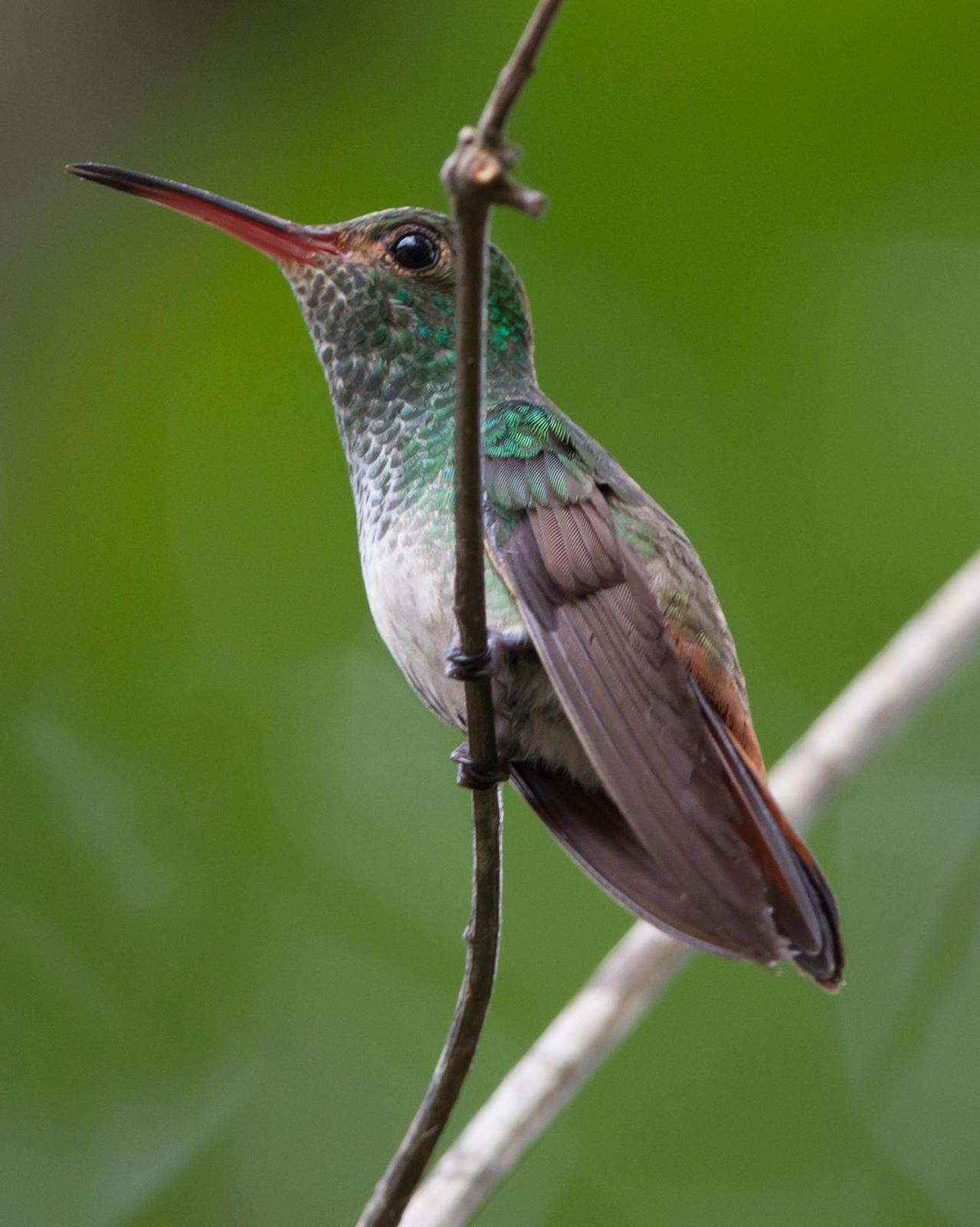 Rufous-tailed Hummingbird Photo by Kevin Berkoff