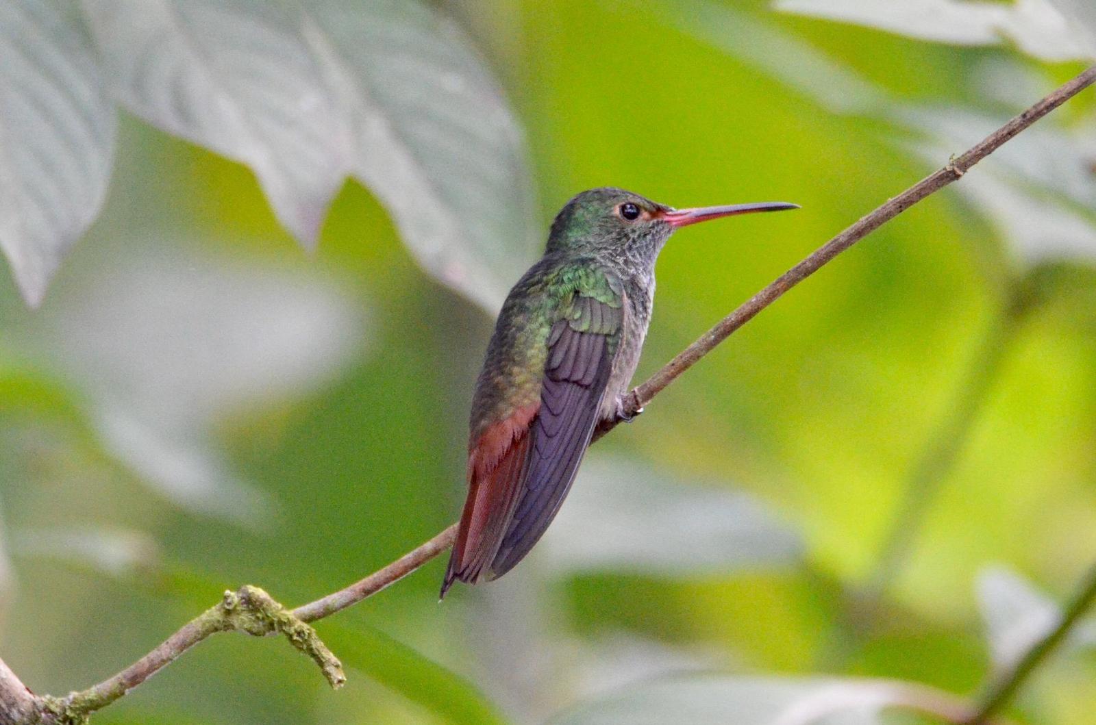 Rufous-tailed Hummingbird Photo by Paula Duenas
