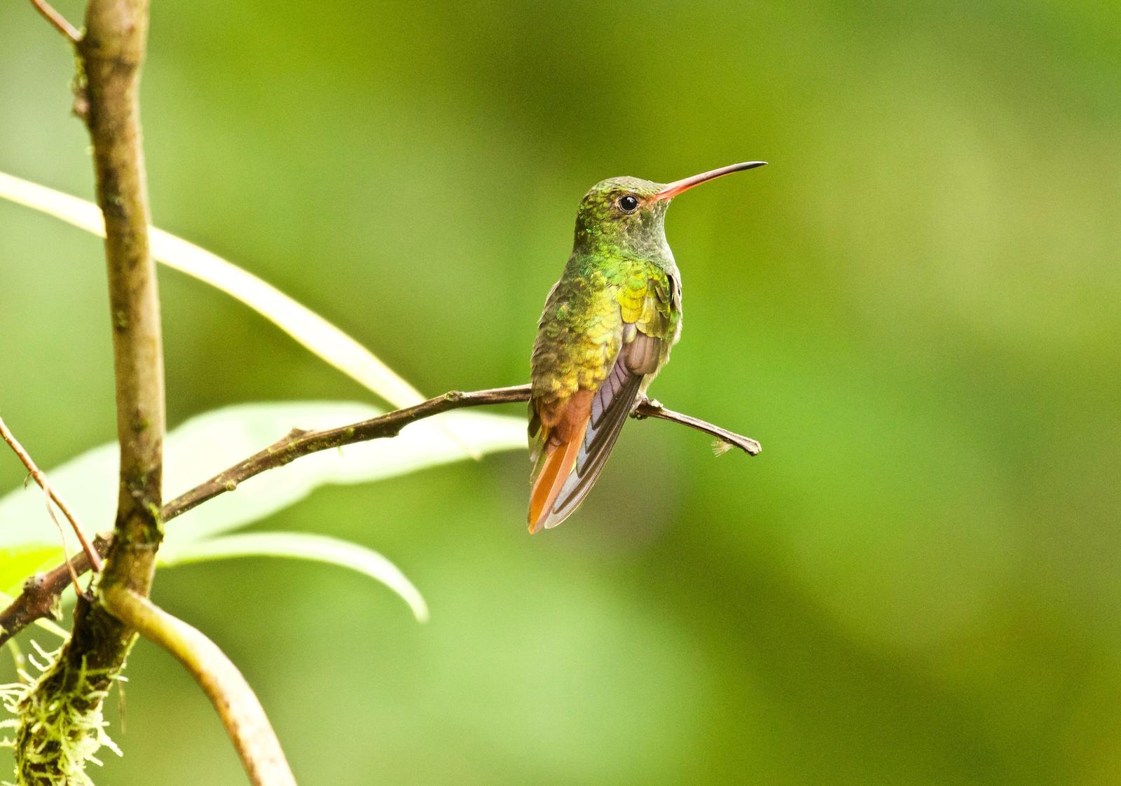 Rufous-tailed Hummingbird Photo by  