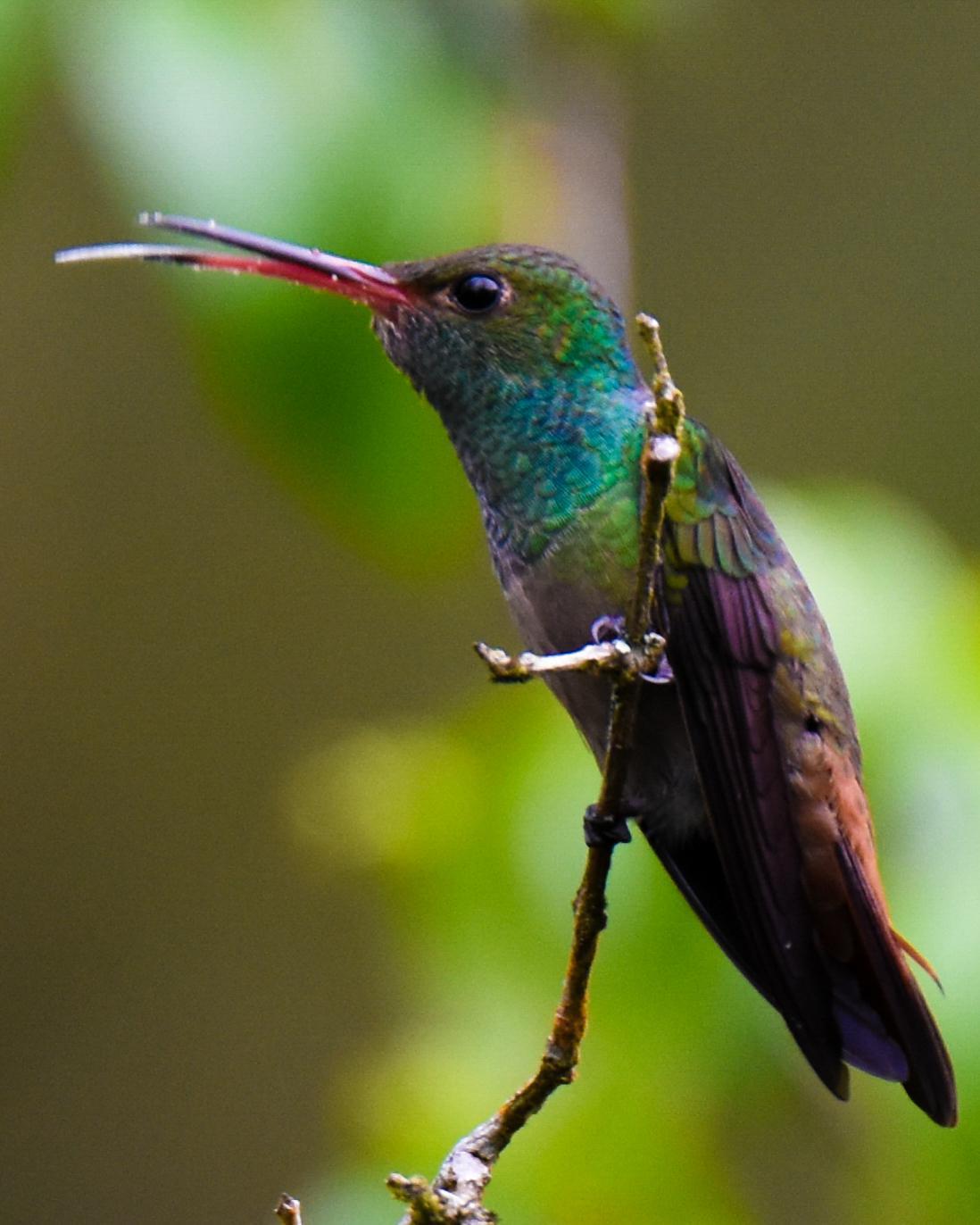 Rufous-tailed Hummingbird Photo by Cherylyn Murphy