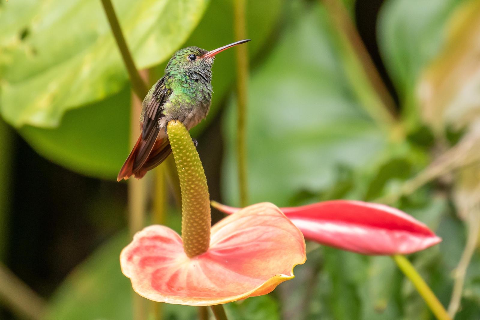 Rufous-tailed Hummingbird Photo by Chris Wood