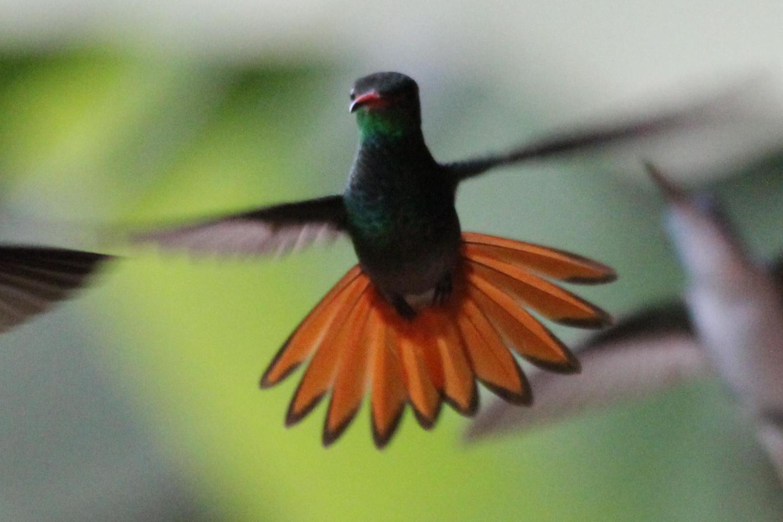 Rufous-tailed Hummingbird Photo by Sylvia Riggs