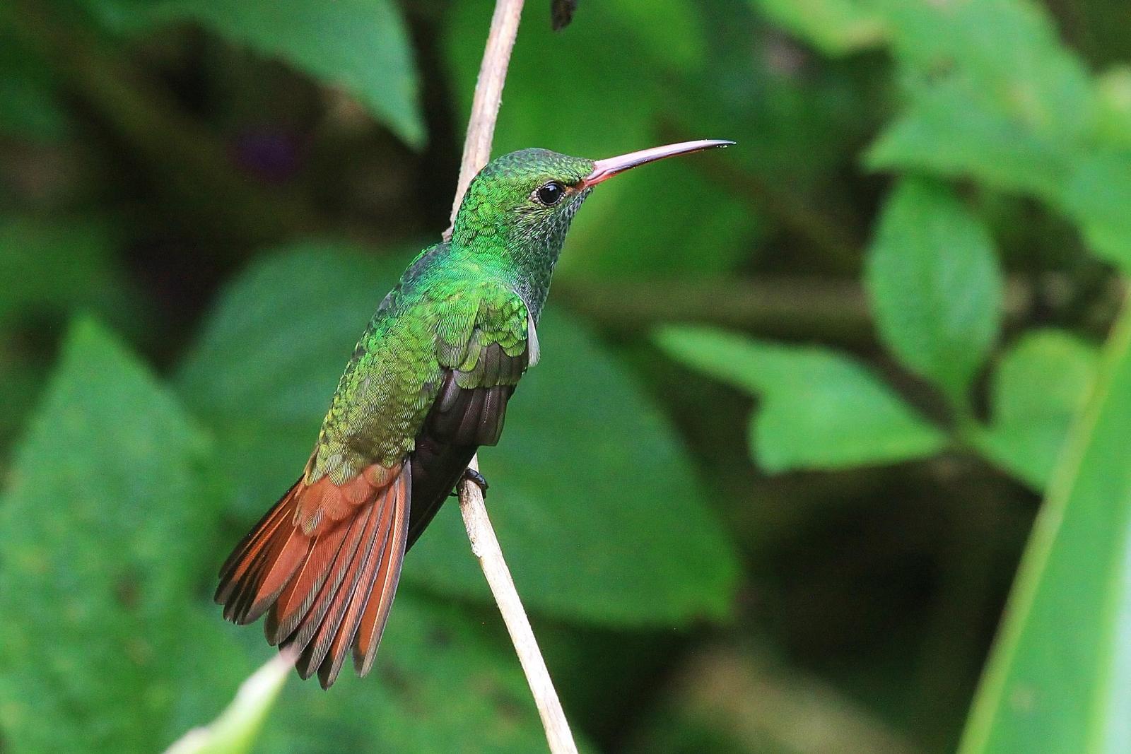 Rufous-tailed Hummingbird Photo by Matthew McCluskey