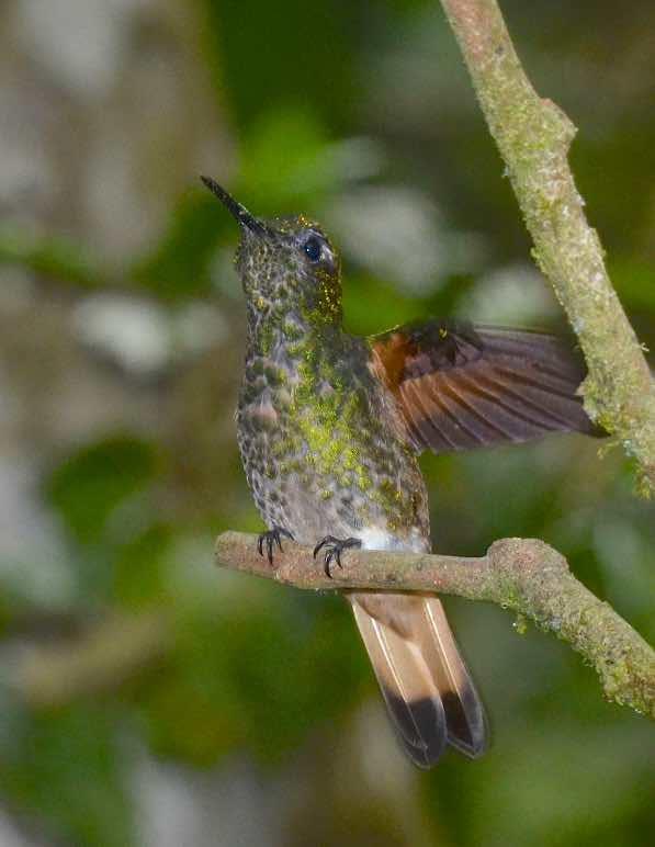Rufous-tailed Hummingbird Photo by Andrew Pittman