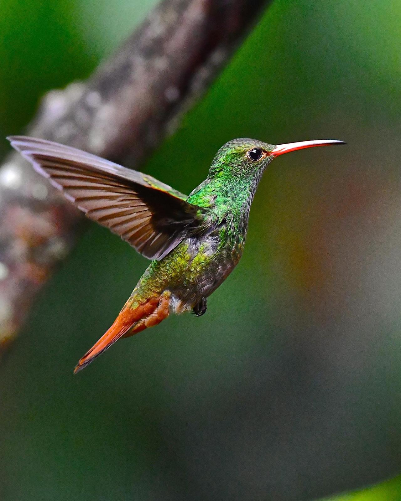 tailed hummingbird (rufous-tailed) photo by gerald friesen