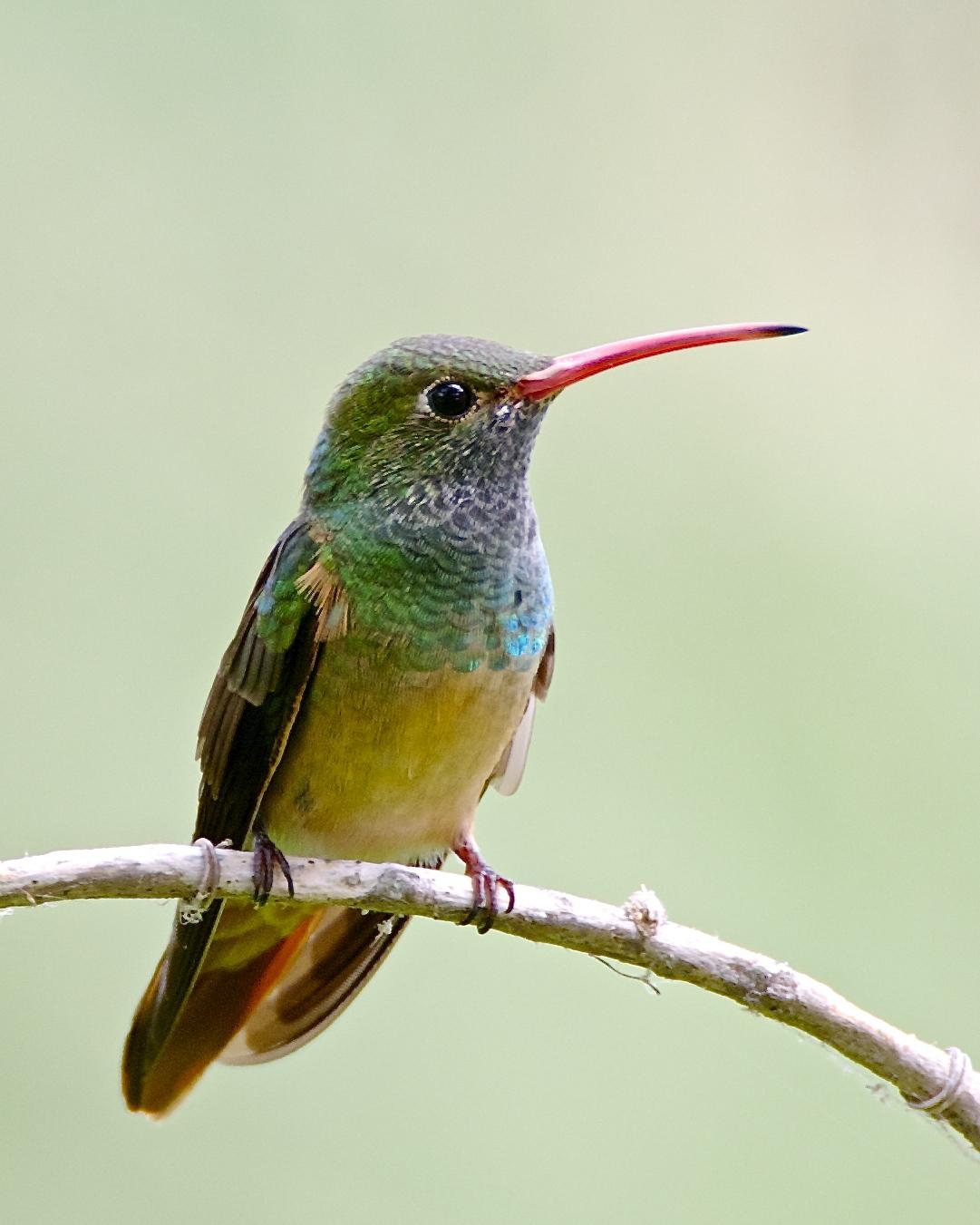 Buff-bellied Hummingbird Photo by Gerald Friesen
