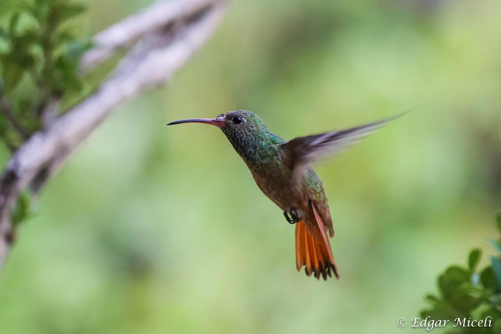 Buff-bellied Hummingbird Photo by Edgar Miceli