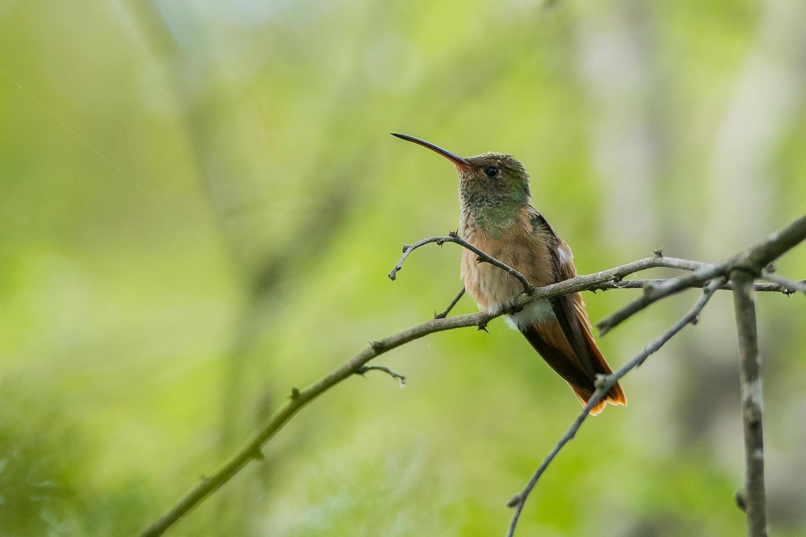 Buff-bellied Hummingbird Photo by Gerald Hoekstra