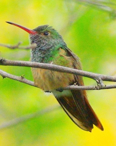 Buff-bellied Hummingbird Photo by Marvin S. Hoekstra