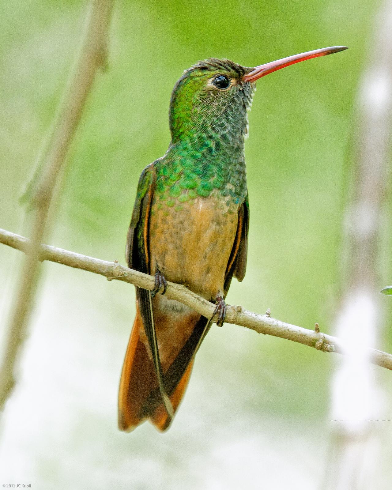Buff-bellied Hummingbird Photo by JC Knoll