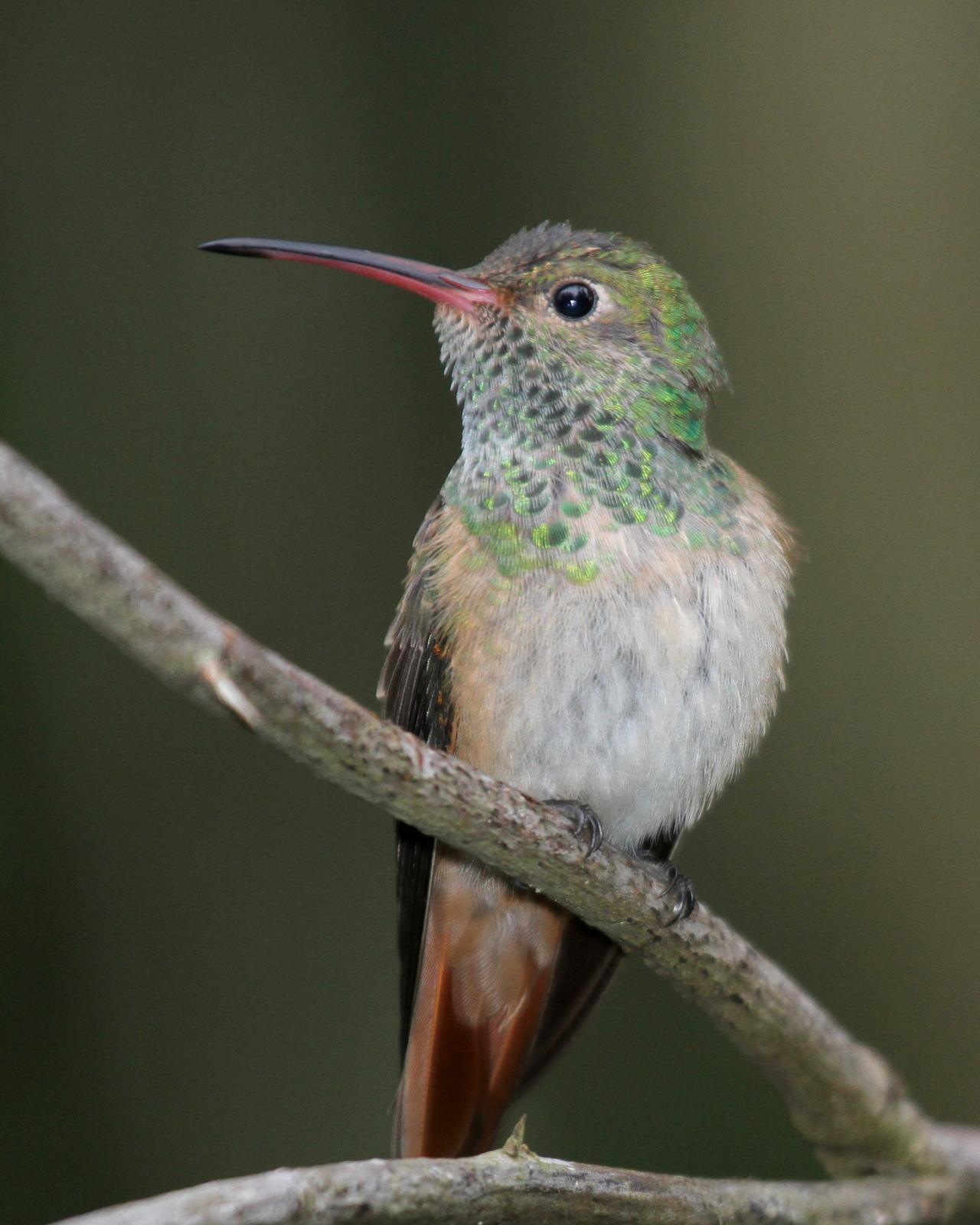 Buff-bellied Hummingbird Photo by Matthew Grube