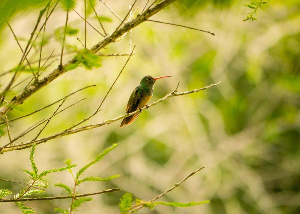 Buff-bellied Hummingbird Photo by Bates Estabrooks
