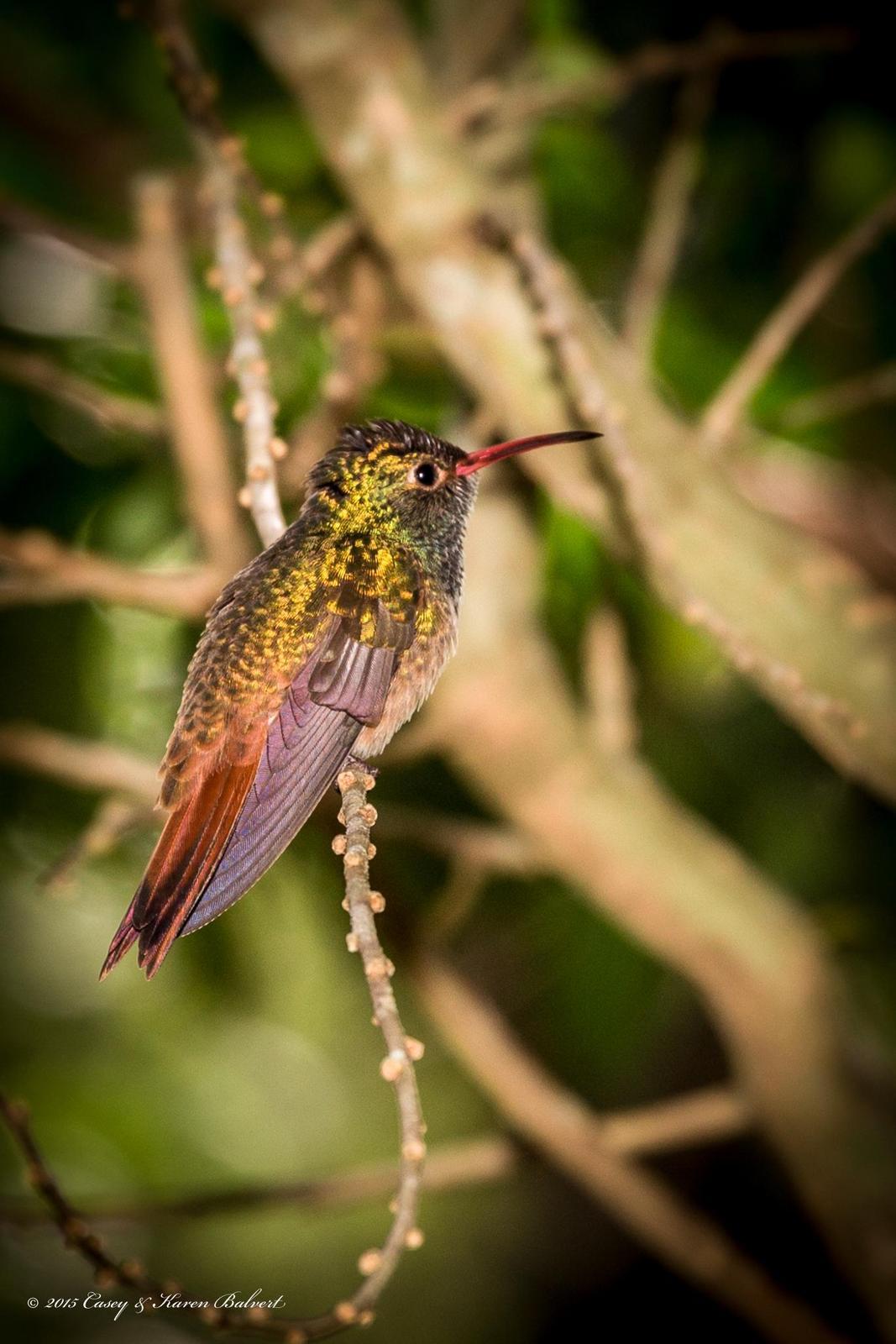 Buff-bellied Hummingbird Photo by Casey Balvert