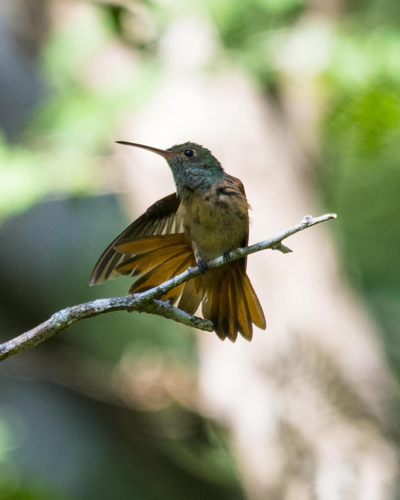 Buff-bellied Hummingbird Photo by Hugo Gonzalez