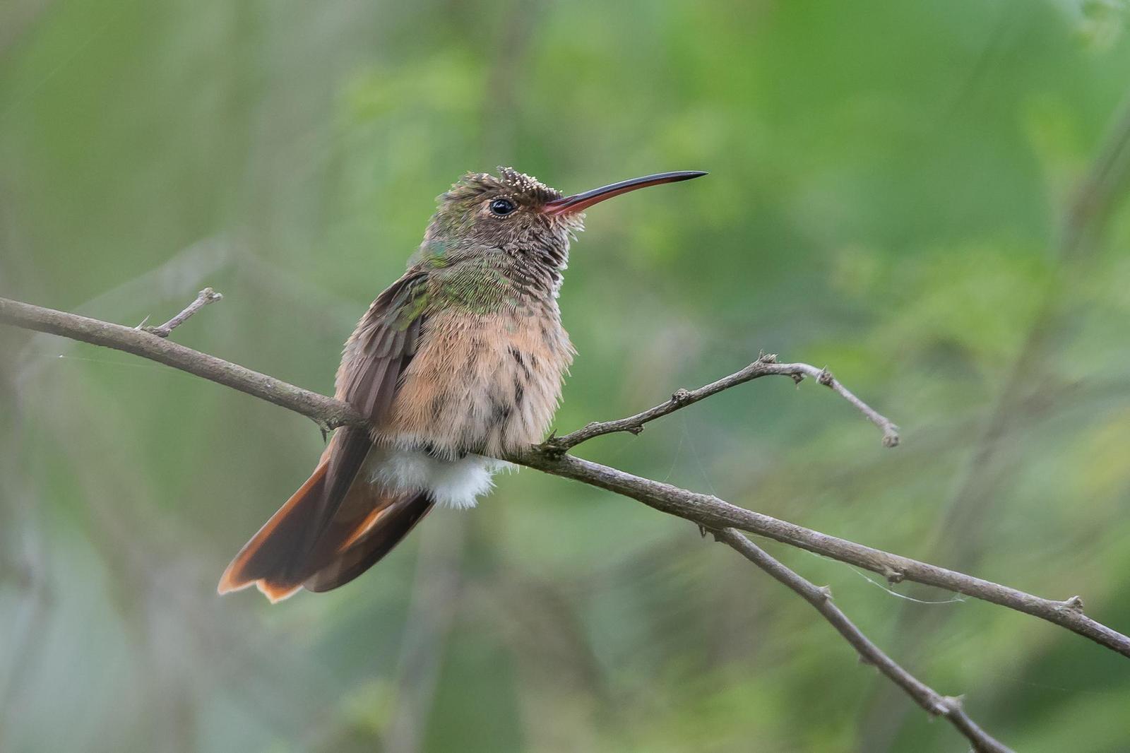 Buff-bellied Hummingbird (Northern) Photo by Gerald Hoekstra