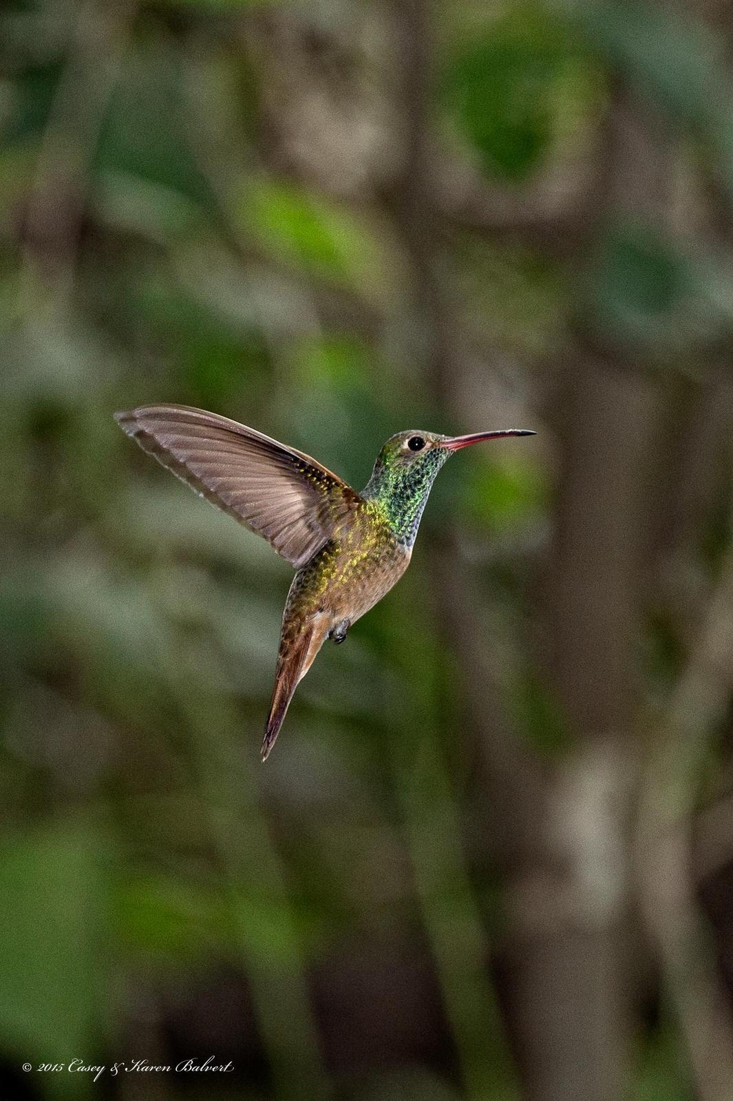 Buff-bellied Hummingbird (Northern) Photo by Casey Balvert
