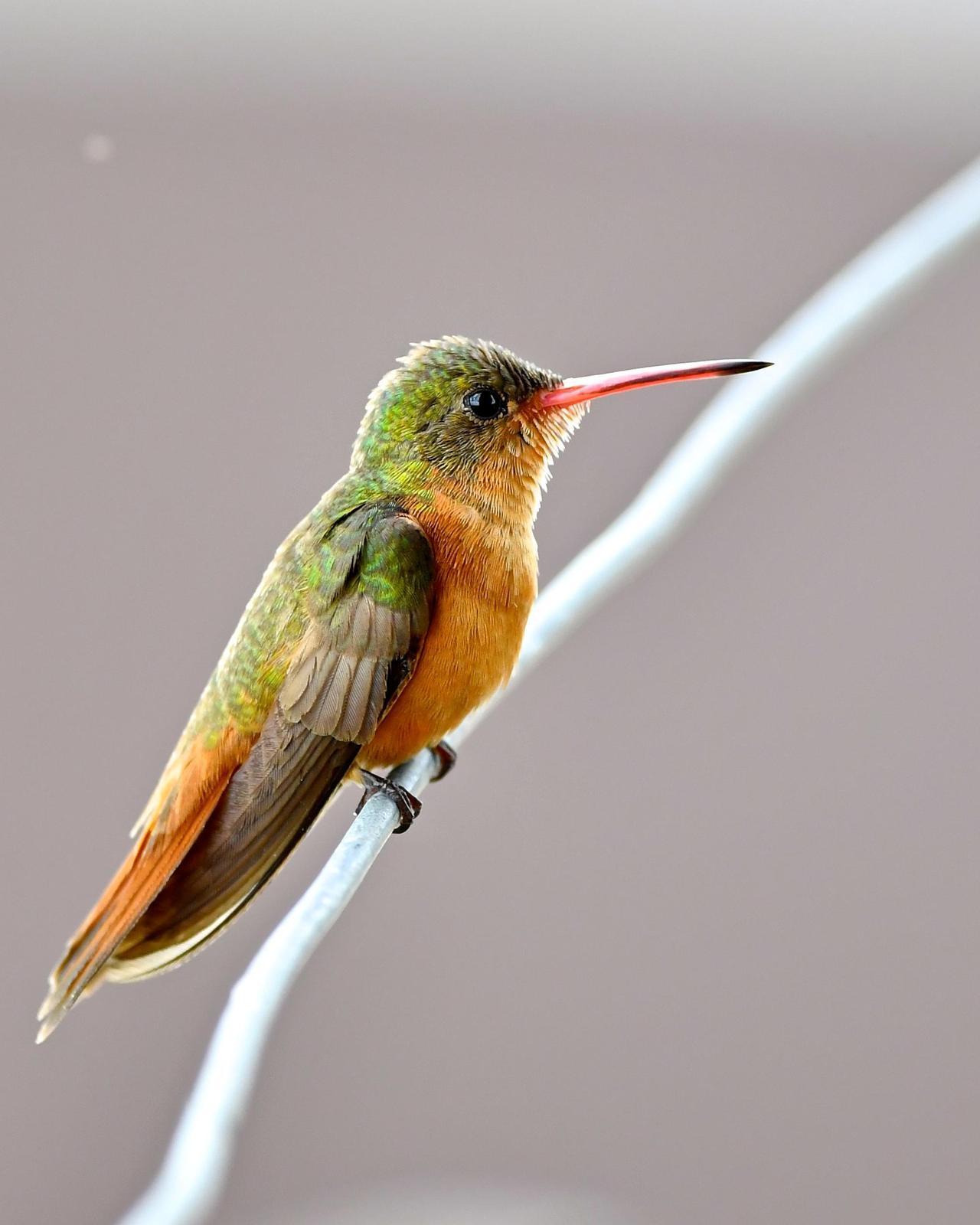 Cinnamon Hummingbird Photo by Gerald Friesen