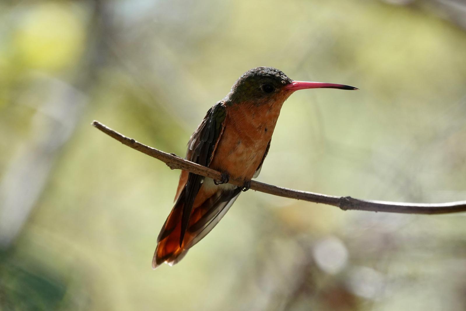 Cinnamon Hummingbird Photo by Bonnie Clarfield-Bylin