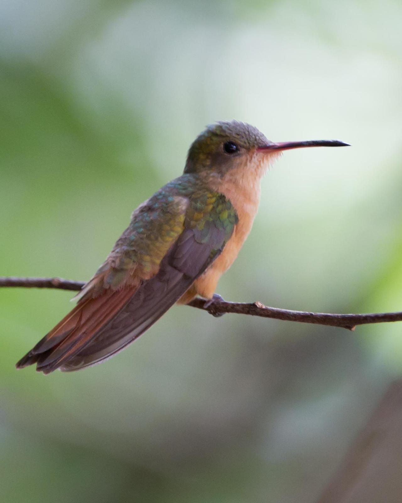 Cinnamon Hummingbird Photo by Kevin Berkoff