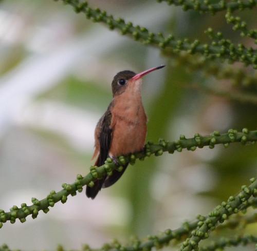Cinnamon Hummingbird Photo by Donald Loarie