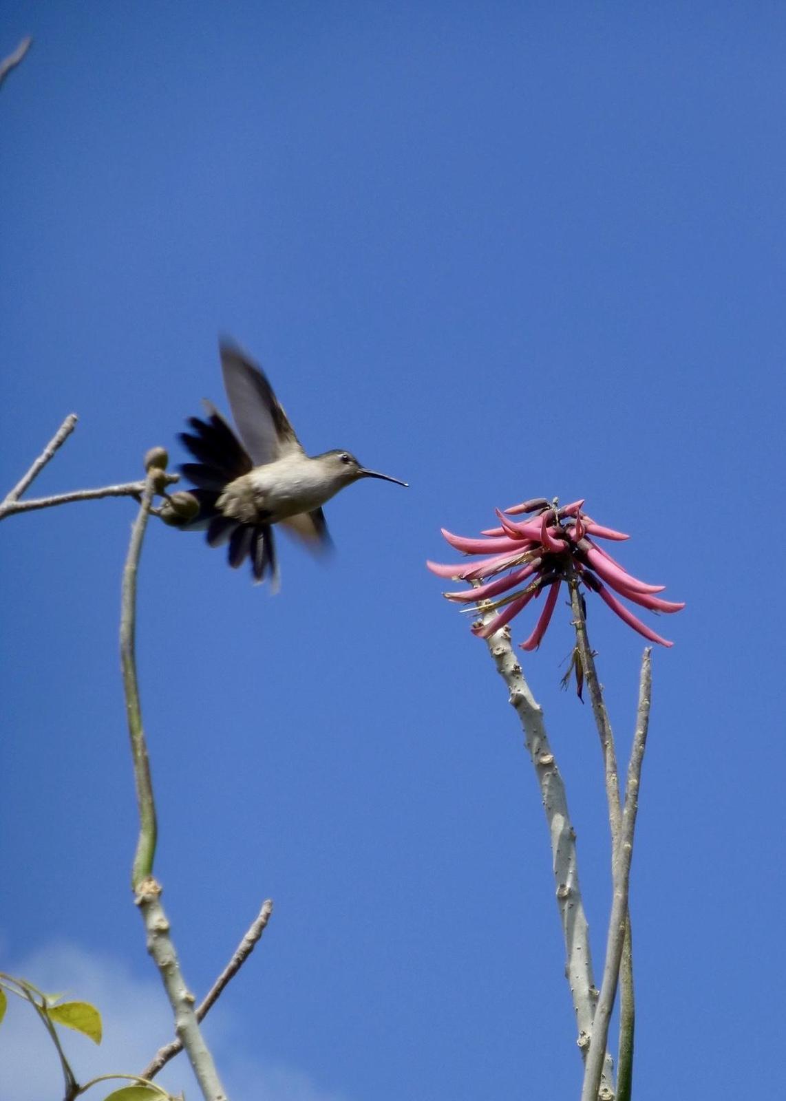 Cinnamon Hummingbird Photo by Roberto Cavalieros