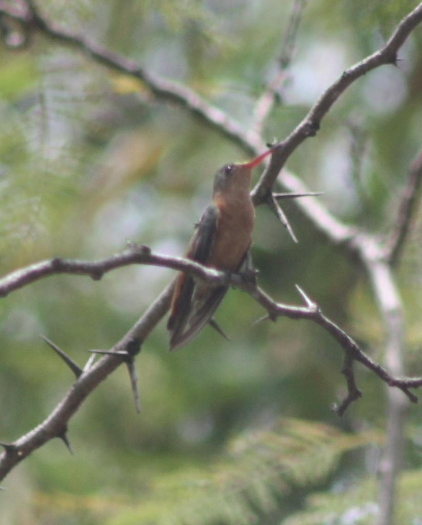 Cinnamon Hummingbird Photo by Donald Sloth
