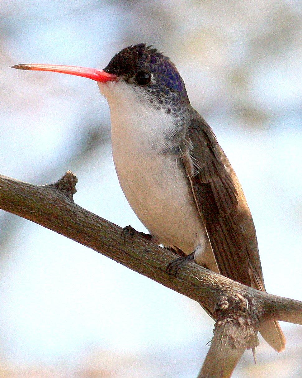 Violet-crowned Hummingbird Photo by Andrew Core