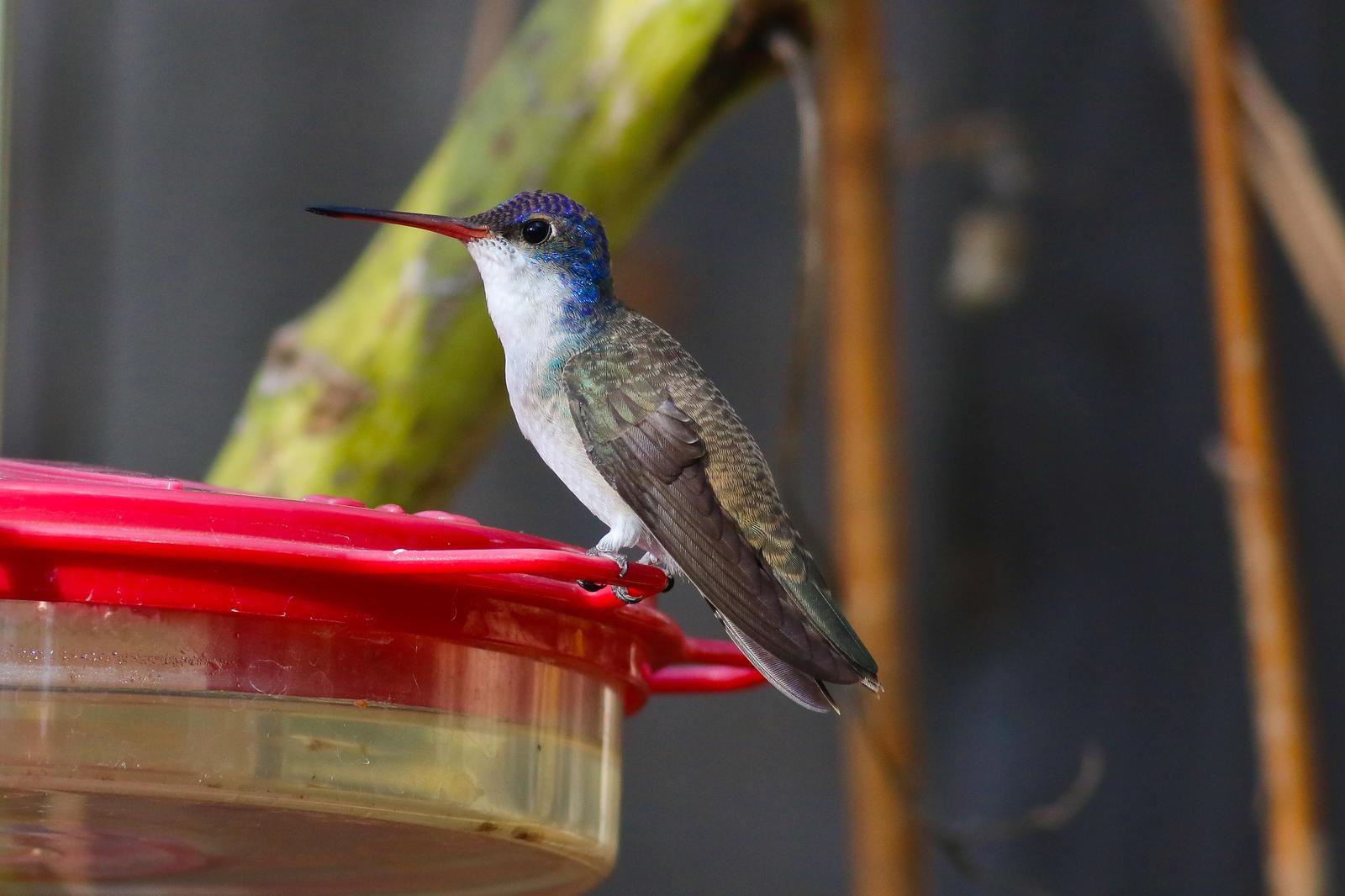 Violet-crowned Hummingbird Photo by Tom Ford-Hutchinson