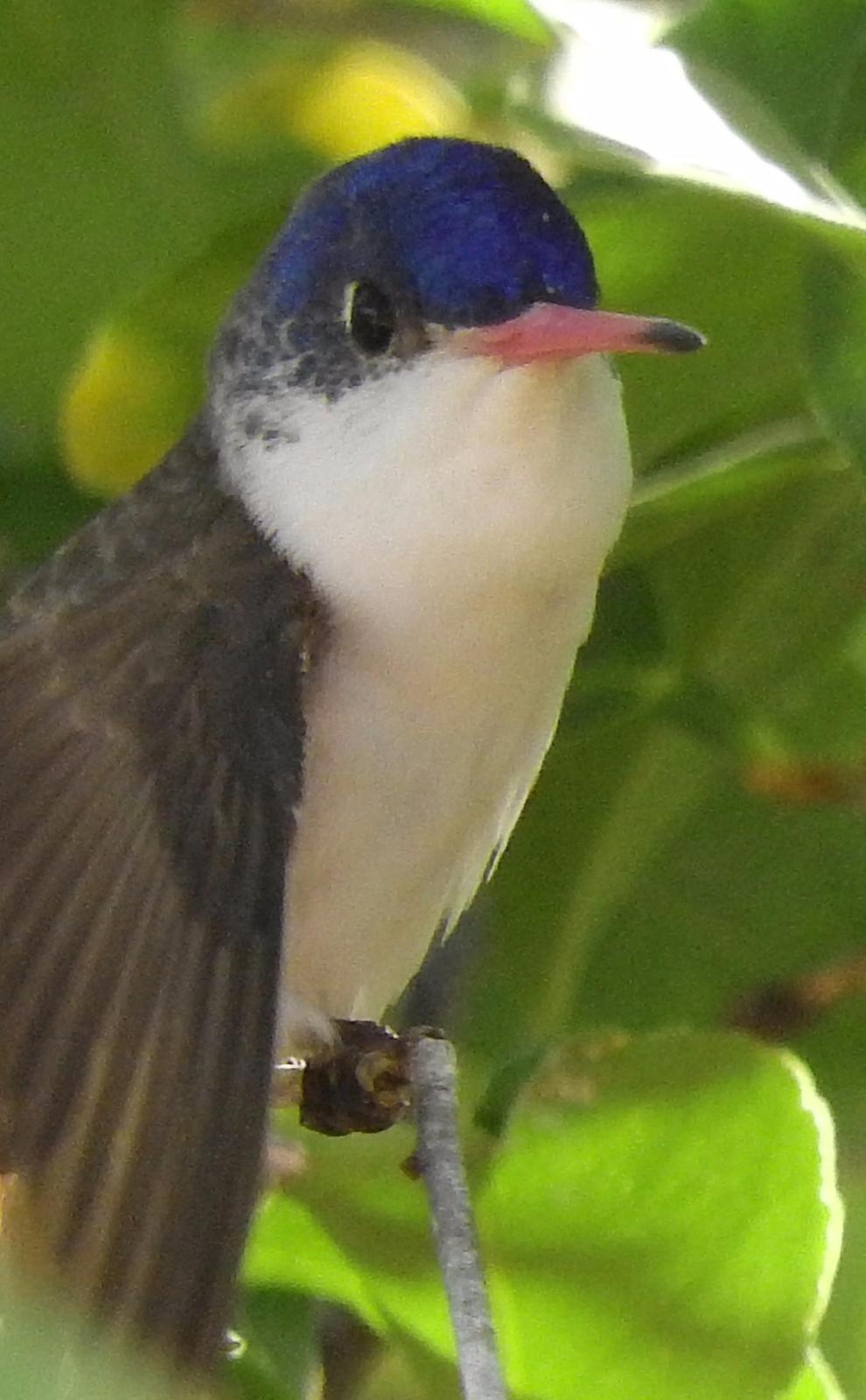 Violet-crowned Hummingbird Photo by Mary Tannehill