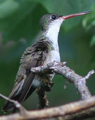 Green-fronted Hummingbird Photo by Amy McAndrews
