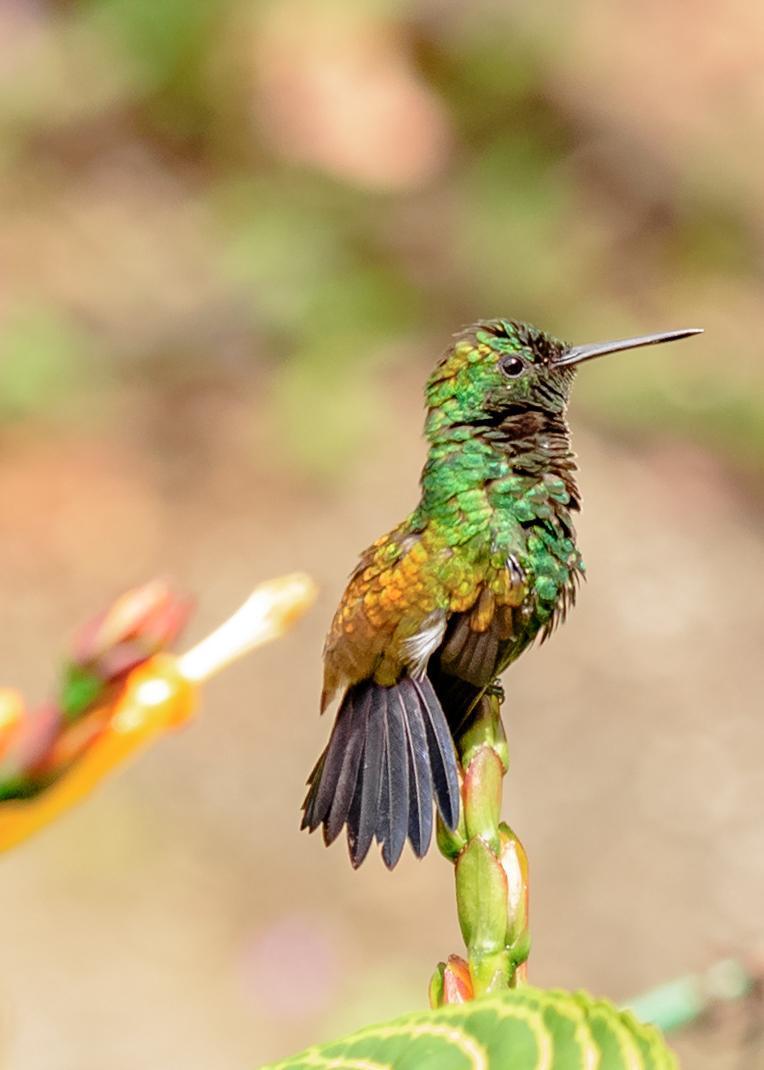 Copper-rumped Hummingbird Photo by Keshava Mysore