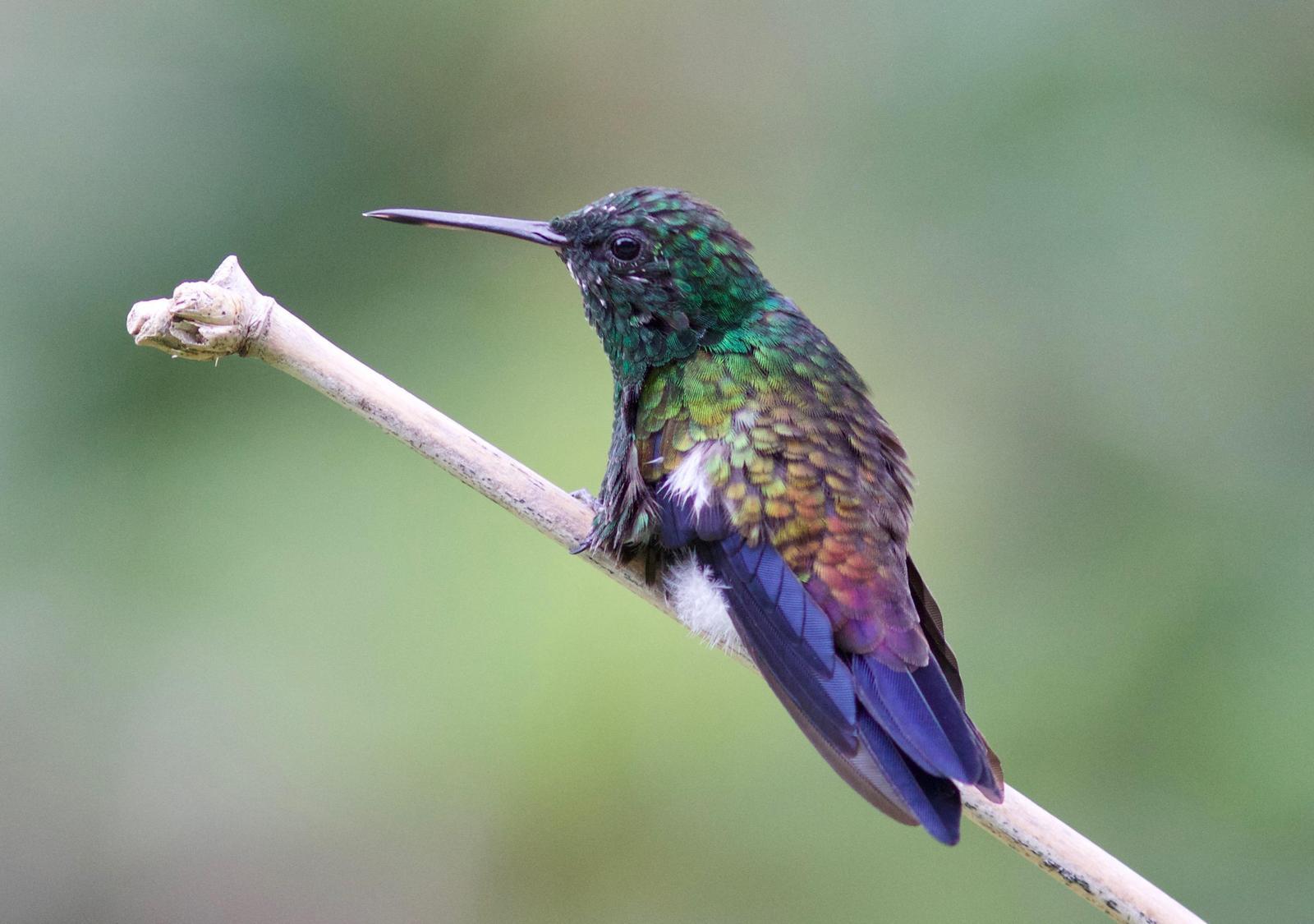 Copper-rumped Hummingbird Photo by Andre  Moncrieff