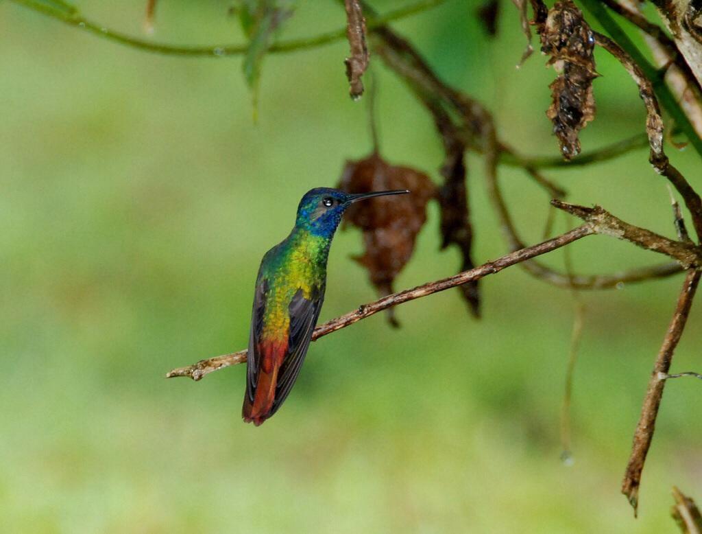 Golden-tailed Sapphire Photo by Carol Foil