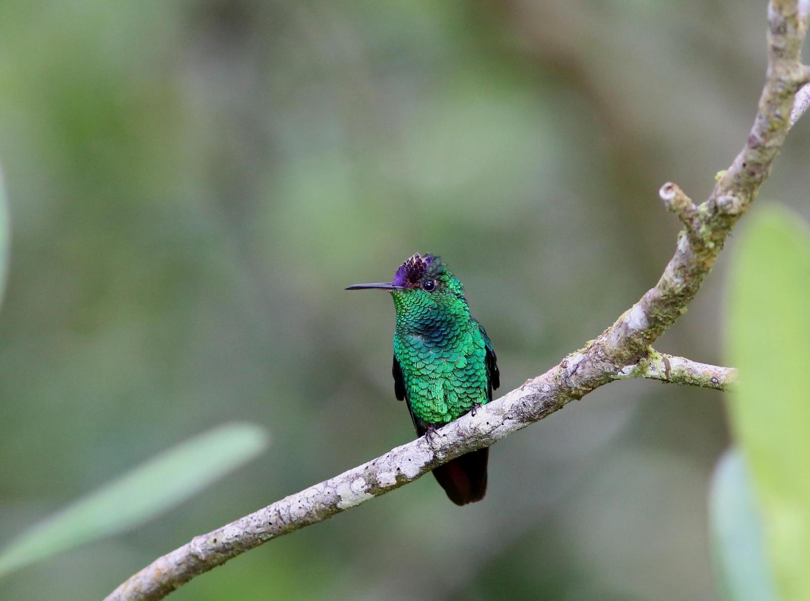 Violet-capped Hummingbird Photo by Rohan van Twest