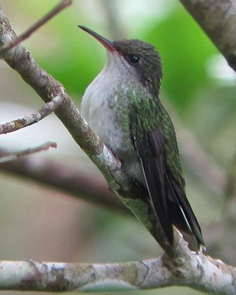 Streamertail (Red-billed) Photo by Richard C. Hoyer