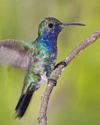 Sapphire-throated Hummingbird Photo by Eleanor Briccetti