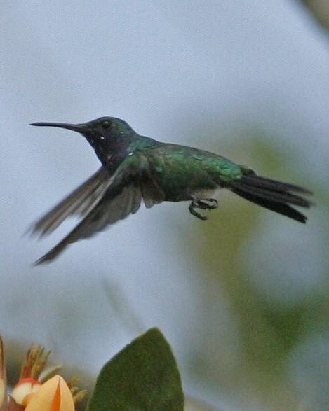 Sapphire-throated Hummingbird Photo by Oscar Johnson