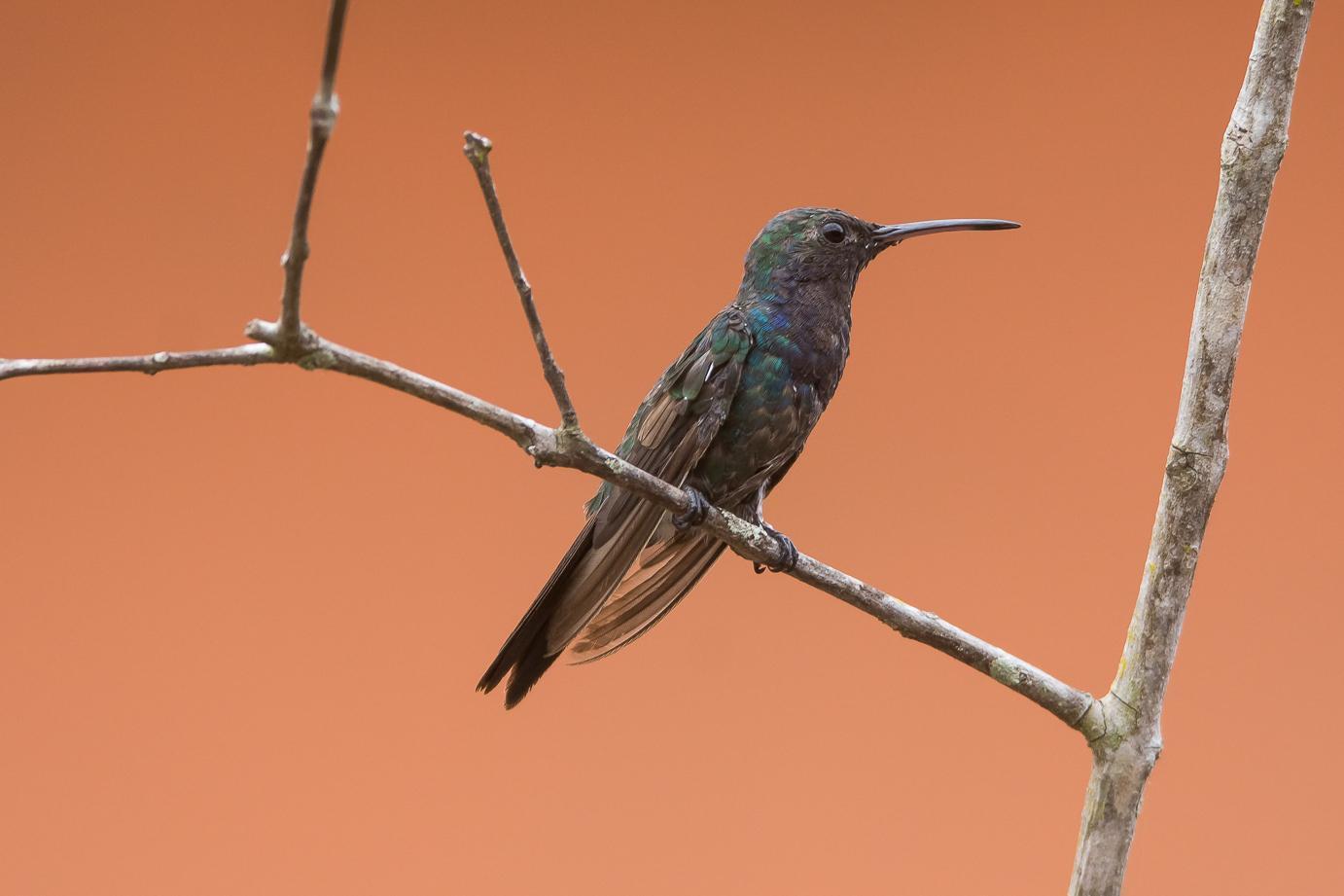 Sapphire-throated Hummingbird Photo by Gerald Hoekstra