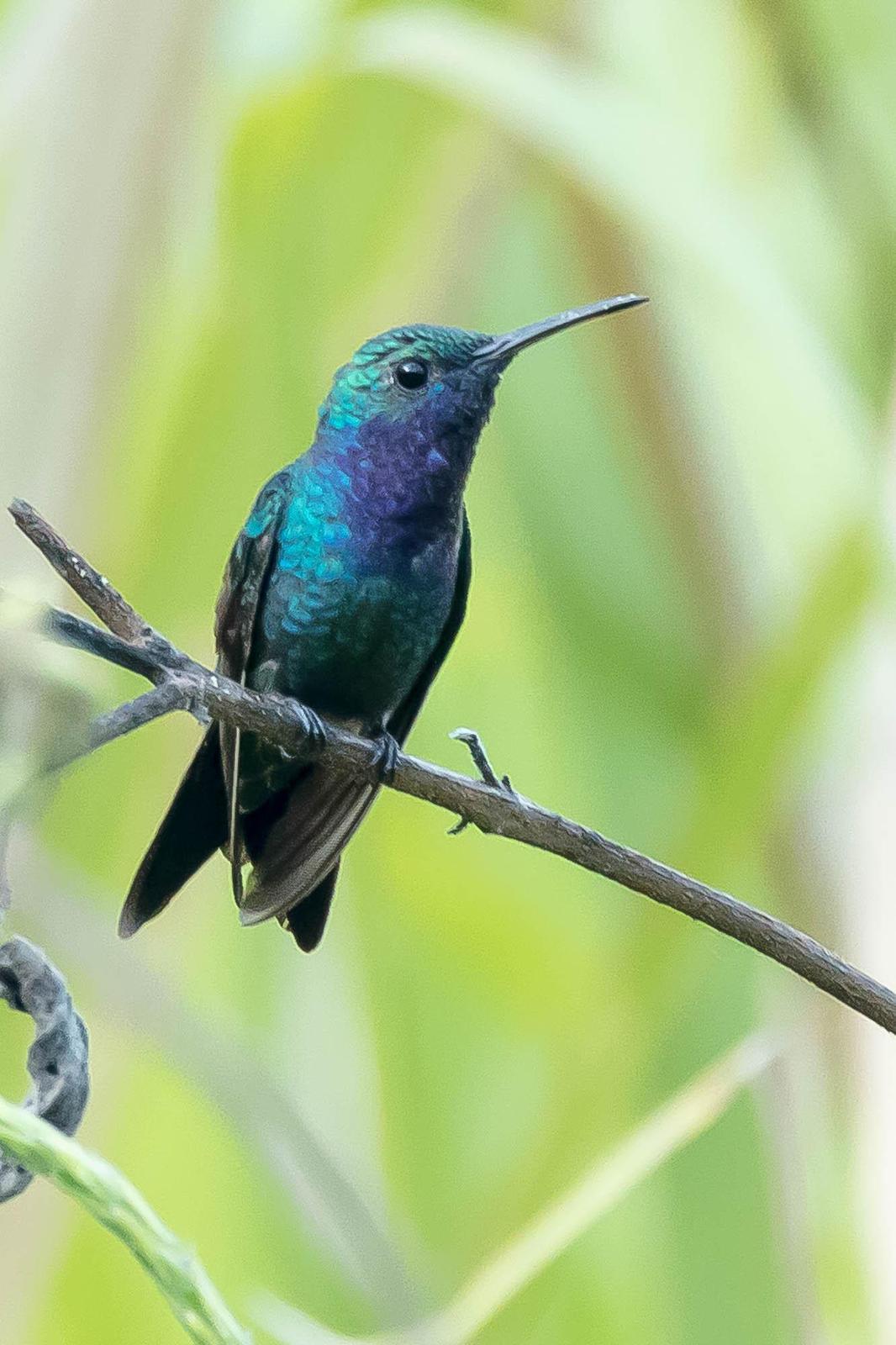Sapphire-throated Hummingbird Photo by Denis Rivard