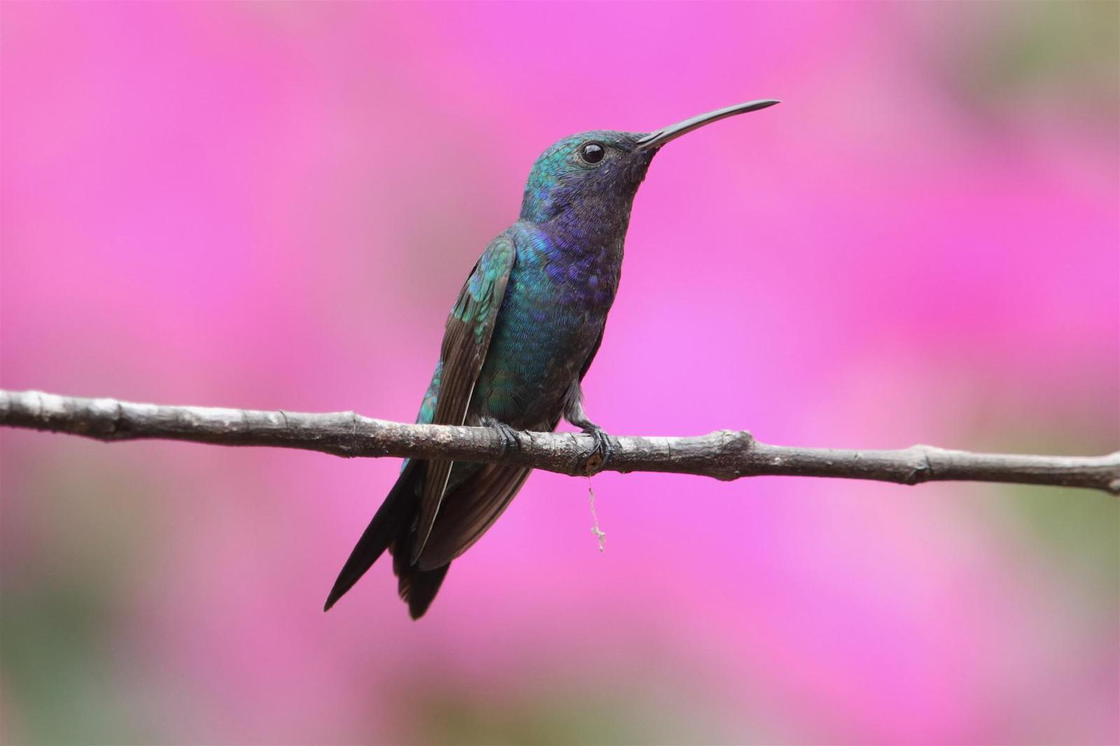 Sapphire-throated Hummingbird Photo by Aaron Maizlish